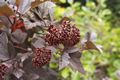 Physocarpus opulifolius Diabolo Pęcherznica kalinolistna